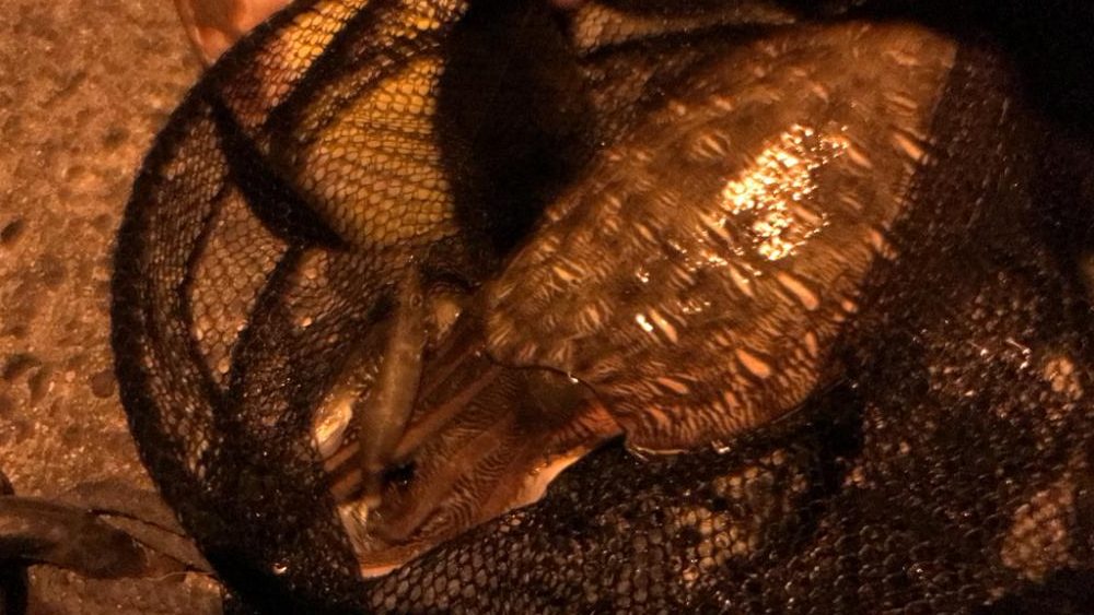 生口島エギングキロアップゲット