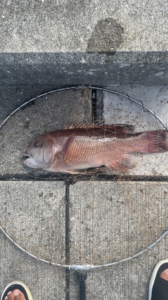 フカセの仕掛けで 紀州釣り!