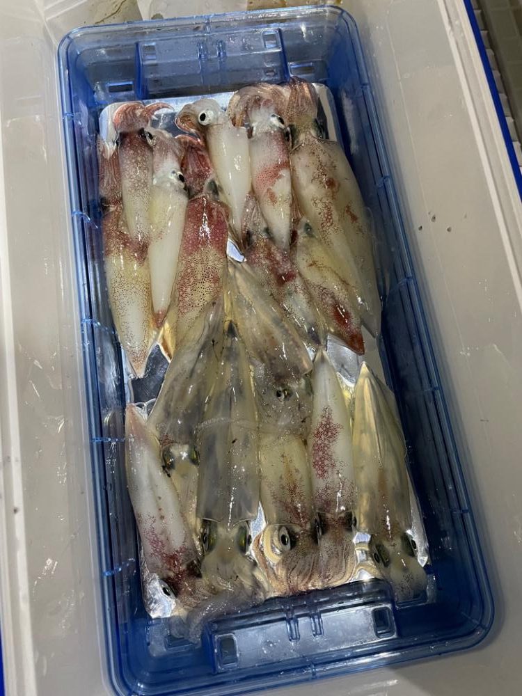 ロックフィッシュ便からのイカメタル