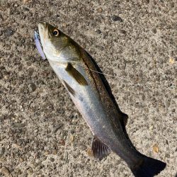 ⭐︎岸ジギリベンジ