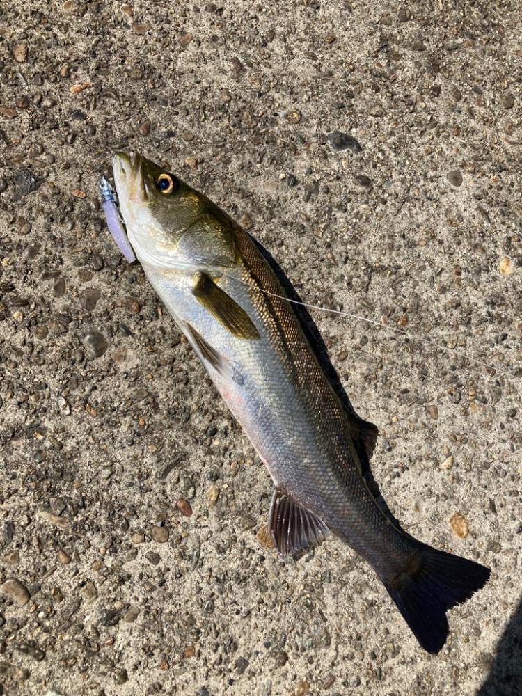 ⭐︎岸ジギリベンジ