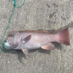 カンダイが釣れた！