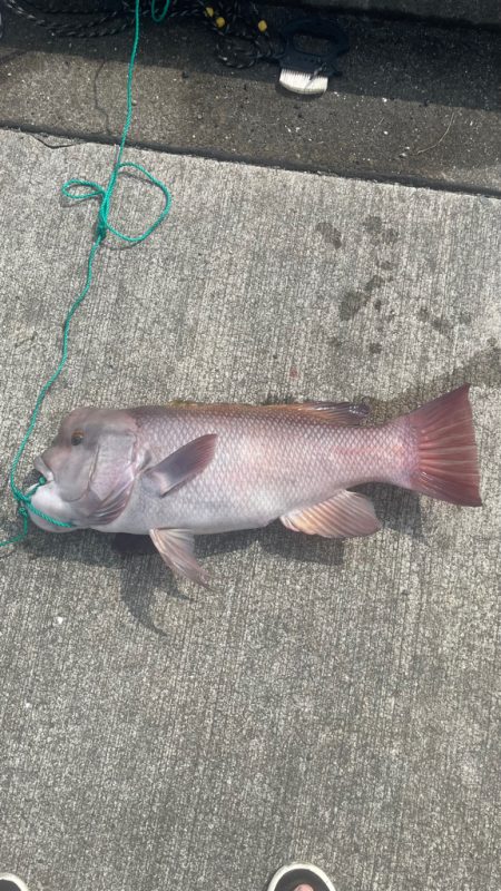 カンダイが釣れた！