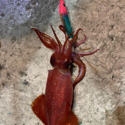 和歌山イカメタル