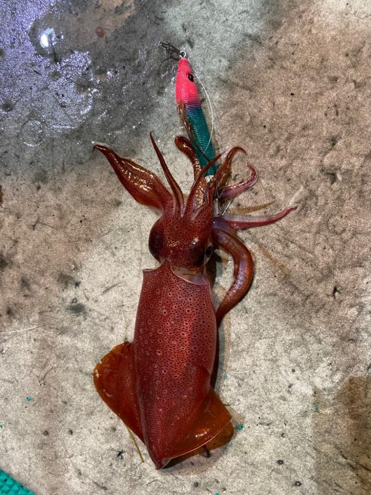 和歌山イカメタル