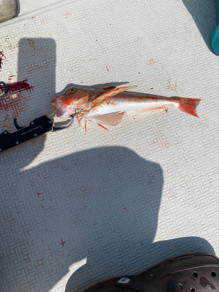 レンタルボート釣行