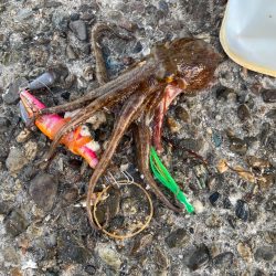 今シーズン初タコ