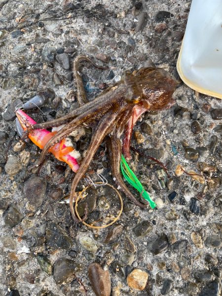 今シーズン初タコ