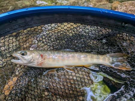 渓流ルアー＆エサ釣り