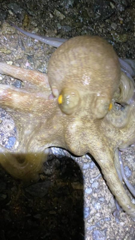 タコ、釣れてるのは釣れてる