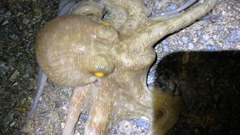 タコ、釣れてるのは釣れてる