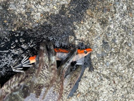 夕まずめ一本勝負