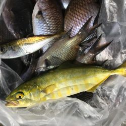 今日も平磯で…