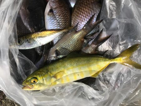 今日も平磯で…