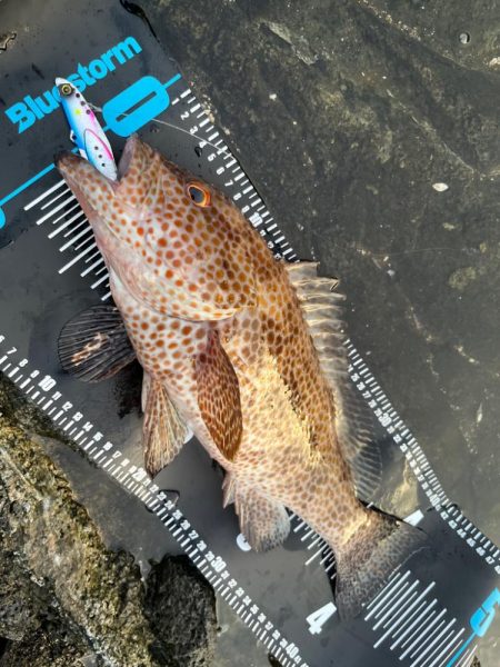 ジャックアイマキピタで良型オオモンハタ