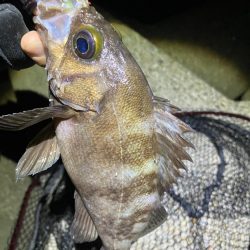 梅雨メバリング(^｡^)