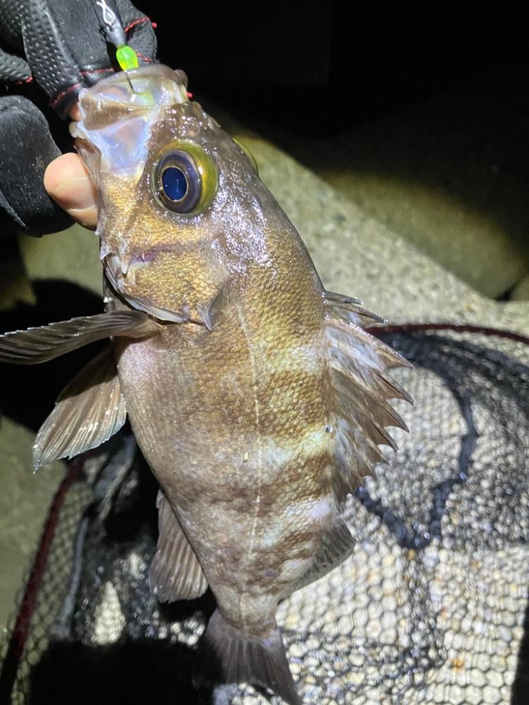 梅雨メバリング(^｡^)