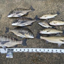 少し風が強い日