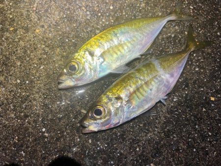 鯵を探して三千里 Vol.50