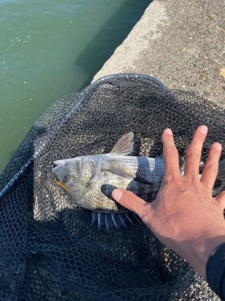 今年念願のチヌ