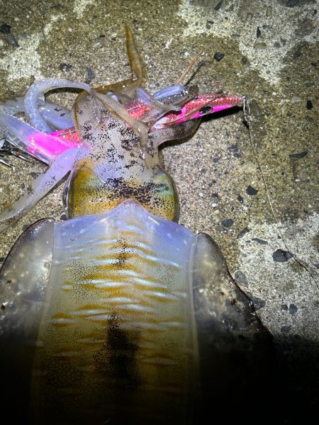 エギング最終日