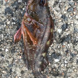 一年ぶりのガシラ