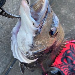 ヘチってきました