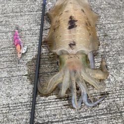 梅雨イカ！満足の1.2k