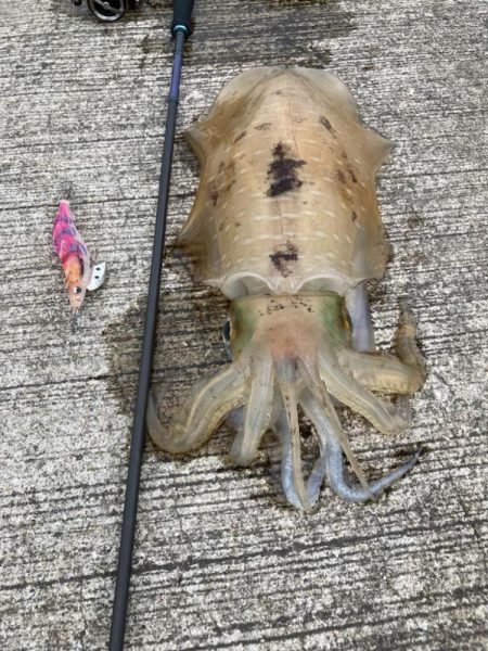 梅雨イカ！満足の1.2k