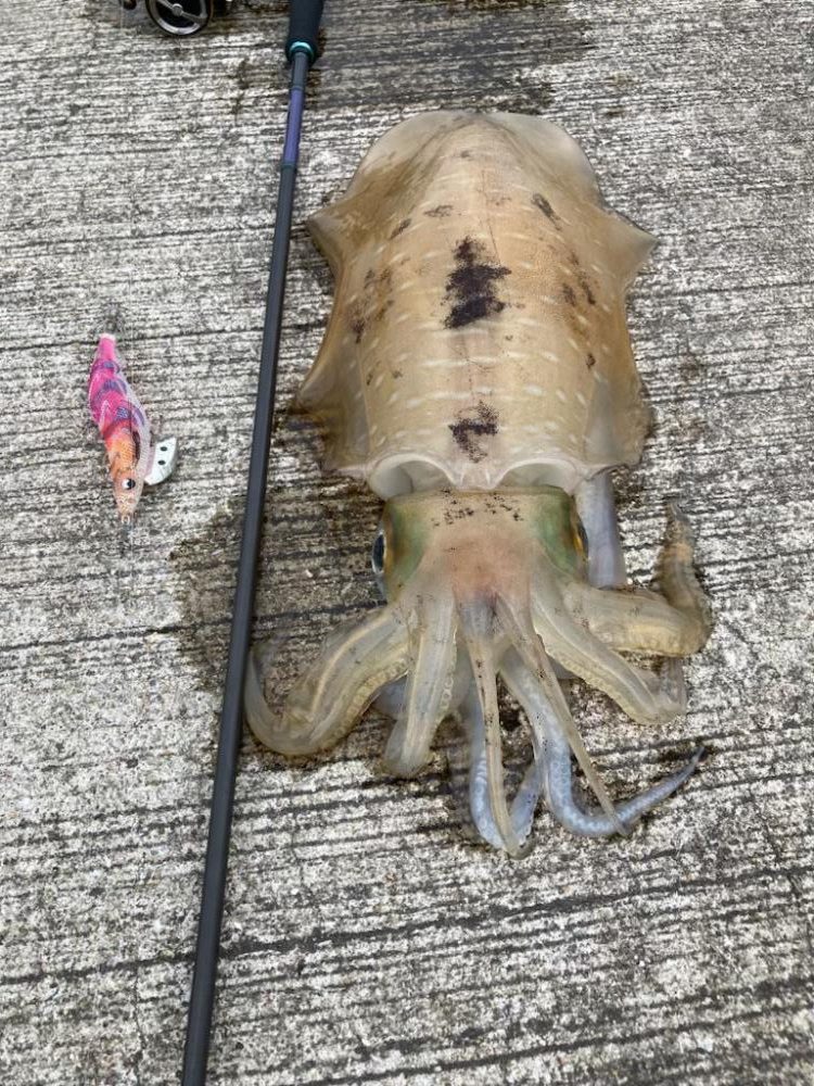 梅雨イカ！満足の1.2k