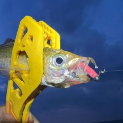 鯵を探して三千里 Vol.57