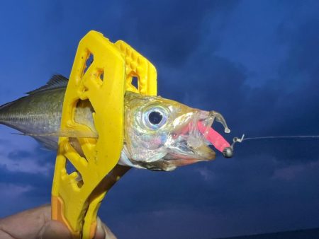 鯵を探して三千里 Vol.57