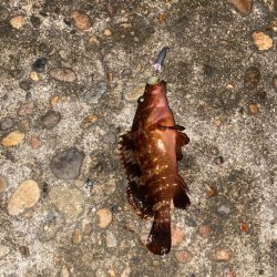 キジハタ　カサゴ