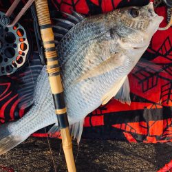 ヘチってきました