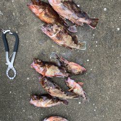 雨上がりにガシラ釣ってきました