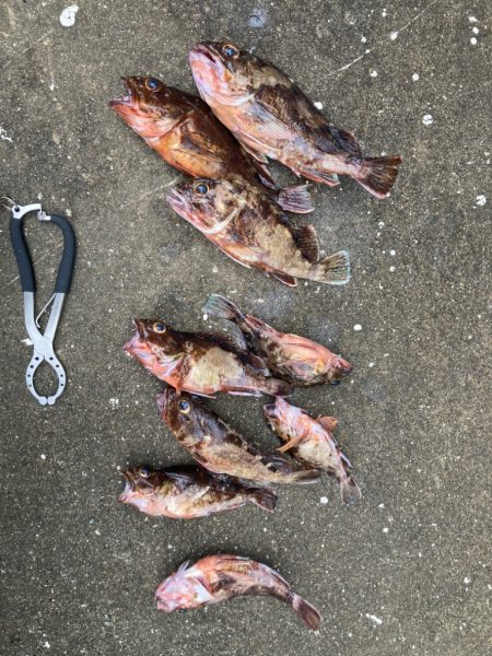雨上がりにガシラ釣ってきました