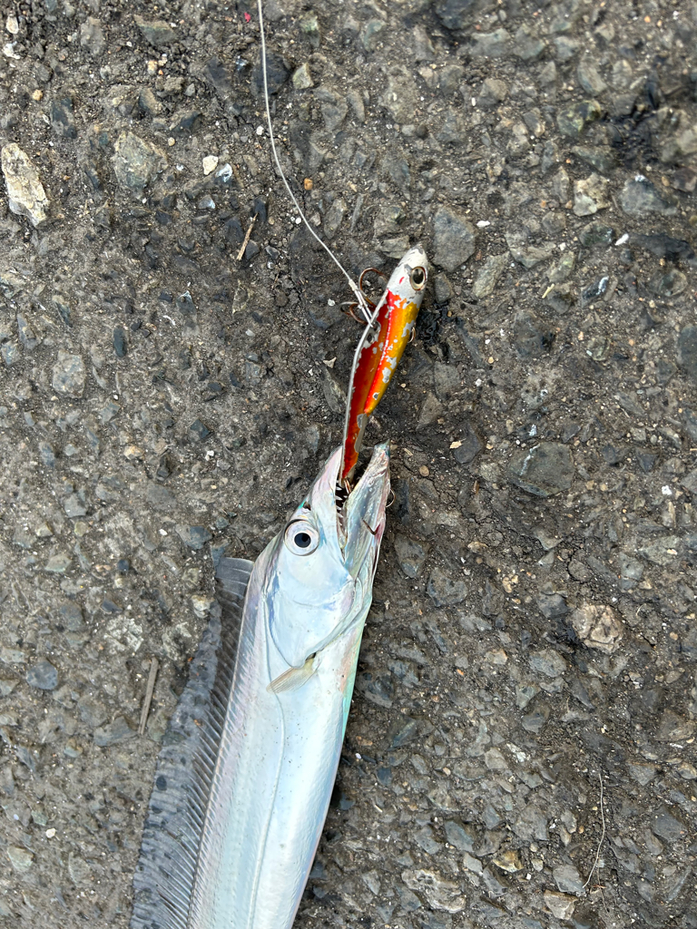 始めておかっぱりから太刀魚😋