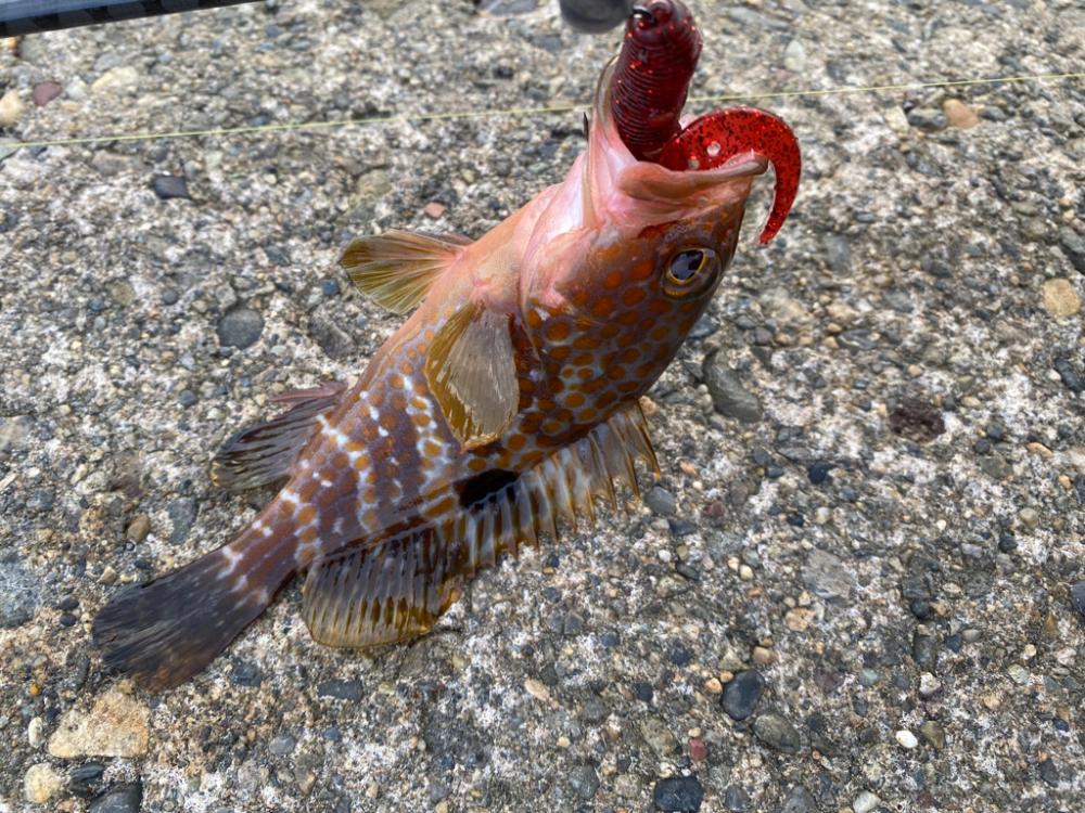 根魚
