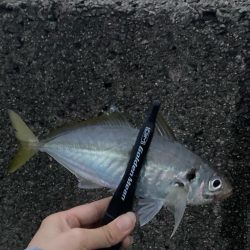 サバがよく釣れた日