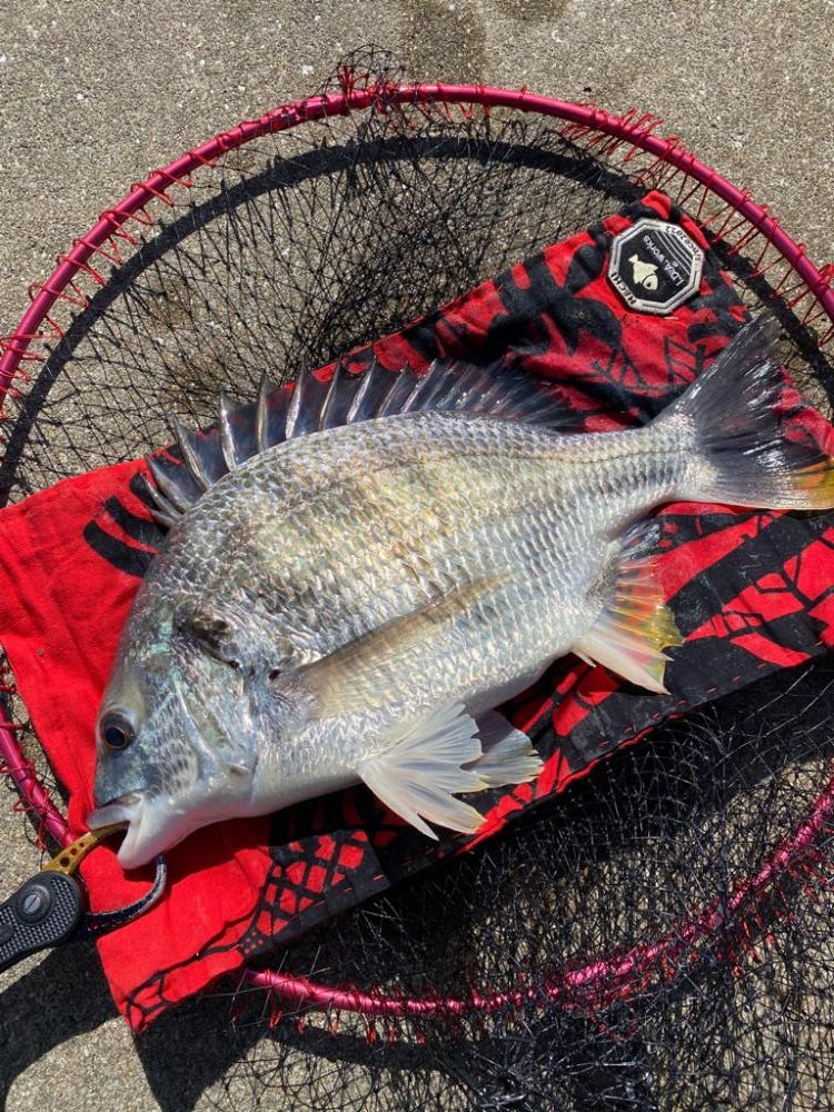 ヘチってきました