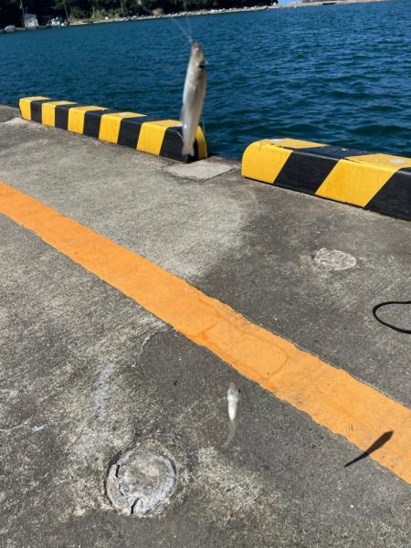 キス釣り入れ食い