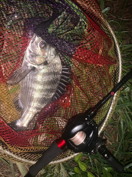 チニング開拓調査