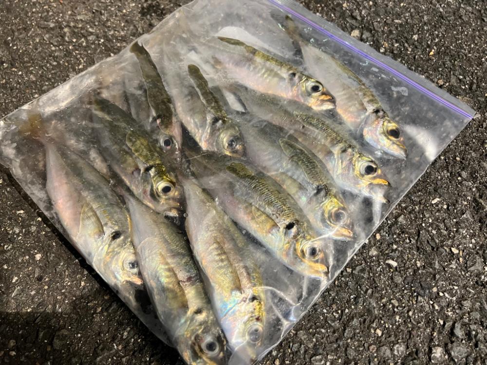 鯵を探して三千里 Vol.56