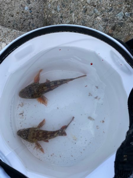 シロギス釣れてます！アジ釣れず…