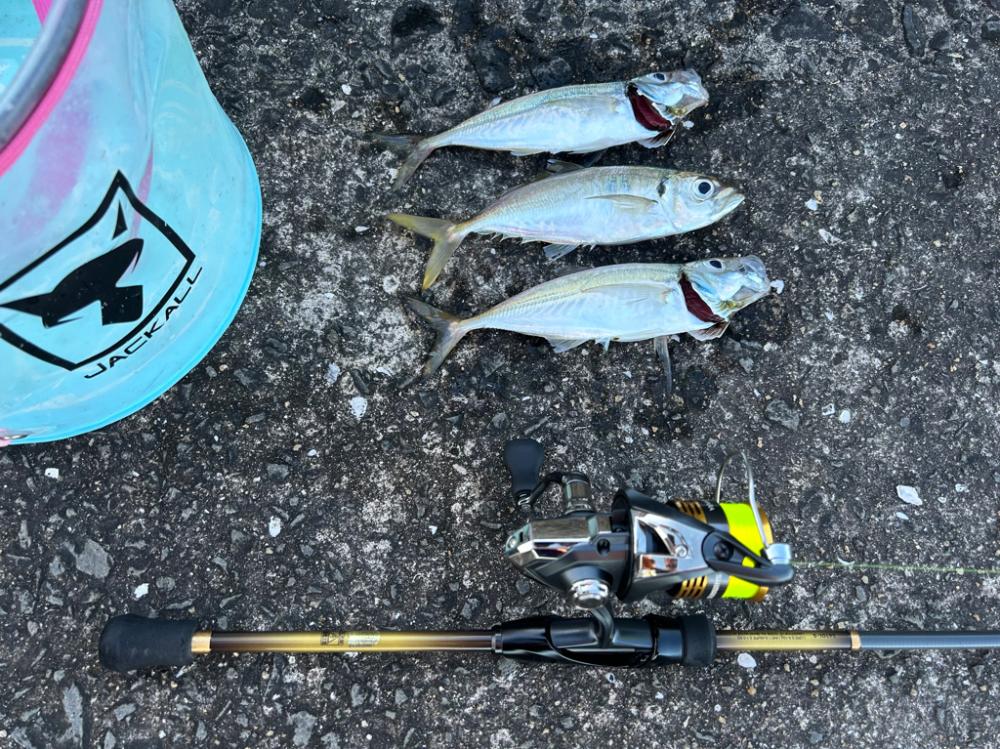 尺アジゲットならず…笑