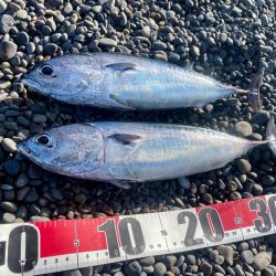 ソウダカツオとツバス