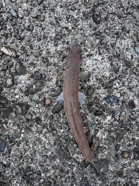 マゴチどこに居てるの