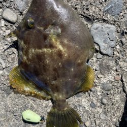 奈半利で五目釣り