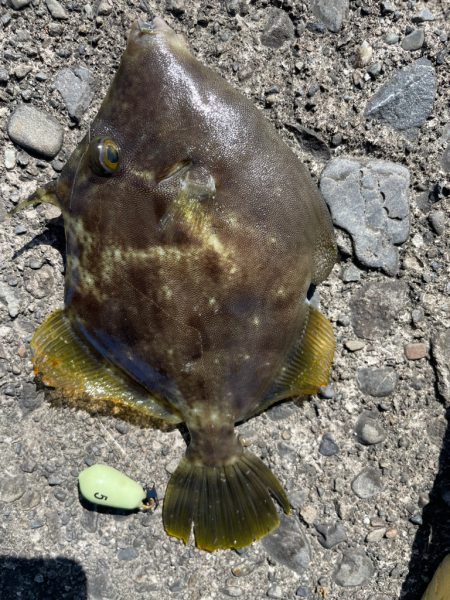 奈半利で五目釣り