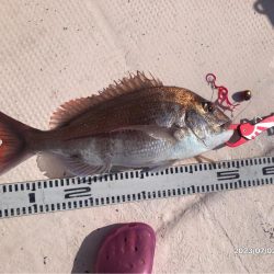 7/2 伊島沖ジギング&タイラバ